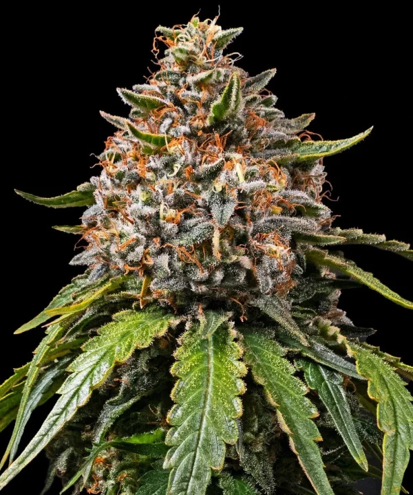 White Widow XXL strain displaying compact buds and an abundance of bright orange pistils.
