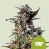 Close-up of Watermelon Auto Strain bud with purple hues and crystal-covered pistils.