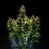 Full plant of Watermelon Auto Strain with dense branches filled with purple and green buds.