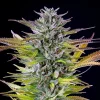 Tall Watermelon Strain plant with well-developed buds and dark green foliage under optimal lighting.