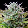 A Watermelon Strain cola with bright trichomes and contrasting green and purple leaves.
