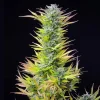 Lush Watermelon Strain plant displaying elongated buds covered in trichomes against a dark background.