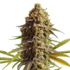 A striking profile of the Wedding Cake Auto strain, displaying its frosty appearance and colorful details.