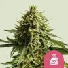 Dense, crystal-covered colas of the Wedding Cake Strain, showcasing its iconic frost and trichomes