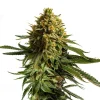 Robust plant structure of the Wedding Cake Strain, displaying bright green hues with orange pistils.