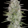 Close-up of Wedding Cheesecake Auto cola, covered in dense trichomes with bright green foliage