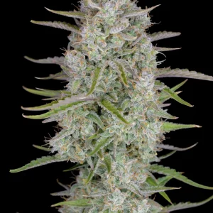 Close-up of Wedding Cheesecake Auto cola, covered in dense trichomes with bright green foliage