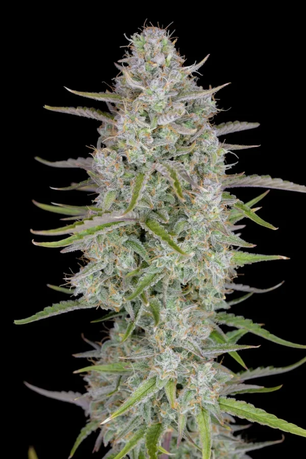 Close-up of Wedding Cheesecake Auto cola, covered in dense trichomes with bright green foliage