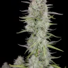 Wedding Cheesecake Auto plant displaying thick, resinous buds and slender leaves