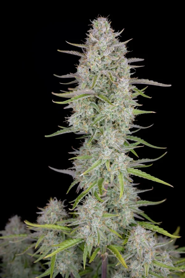 Wedding Cheesecake Auto plant displaying thick, resinous buds and slender leaves