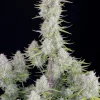 Large bud of Wedding Cheesecake Auto with crystal-coated trichomes and dark green leaves