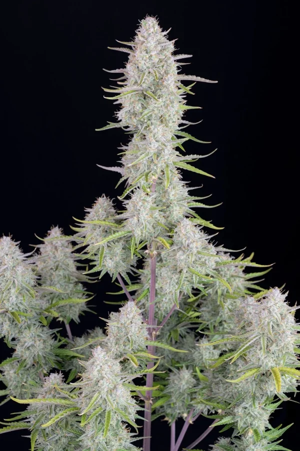 Large bud of Wedding Cheesecake Auto with crystal-coated trichomes and dark green leaves
