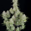 Tall Wedding Cheesecake Auto plant with frosty buds and vibrant green leaves in a white pot