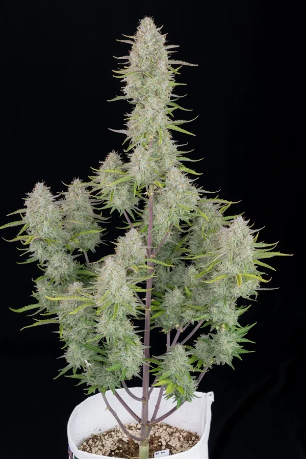 Tall Wedding Cheesecake Auto plant with frosty buds and vibrant green leaves in a white pot
