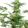 Wedding Cheesecake strain showcasing dense, resinous buds with bright orange pistils and green sugar leaves.