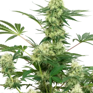 Wedding Cheesecake strain showcasing dense, resinous buds with bright orange pistils and green sugar leaves.