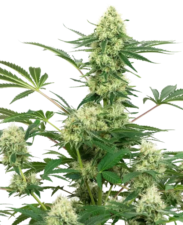 Wedding Cheesecake strain showcasing dense, resinous buds with bright orange pistils and green sugar leaves.