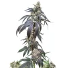 Wedding Gelato Strain plant showcasing tall growth and deep purple leaves under sunlight.