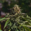 Wedding Crasher Strain under natural light, revealing its robust structure and healthy leaves.