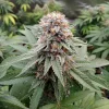 Group of Wedding Crasher Strain plants flourishing with vibrant, trichome-covered buds.