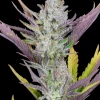 Close-up of Wedding Glue Auto flower, displaying dense buds covered in frosty trichomes