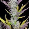 Wedding Glue Auto plant with thick trichome-rich buds and bright green leaves