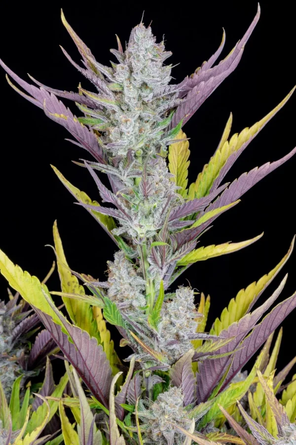 Wedding Glue Auto plant with thick trichome-rich buds and bright green leaves