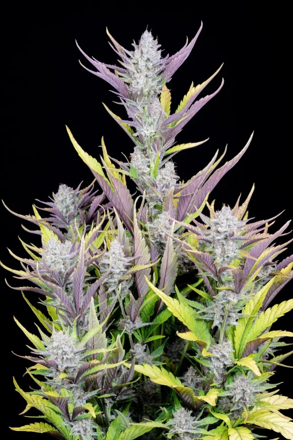 Top cola of Wedding Glue Auto with a heavy coat of trichomes and vibrant, sharp leaves