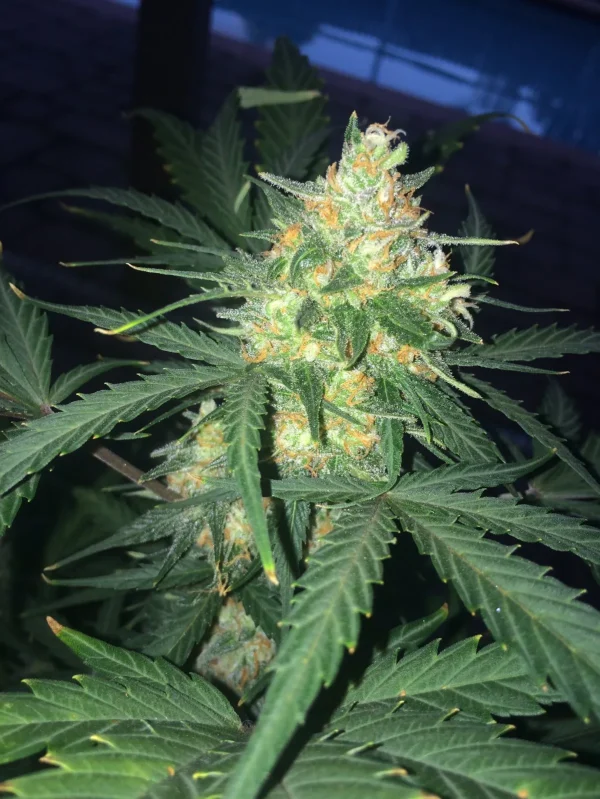 Close-up of West Coast O.G. Auto cannabis bud covered in frosty trichomes with vibrant green and orange hues