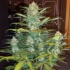 Multiple trimmed buds of West Coast O.G. Auto on a dark background, showcasing dense, resin-coated nugs
