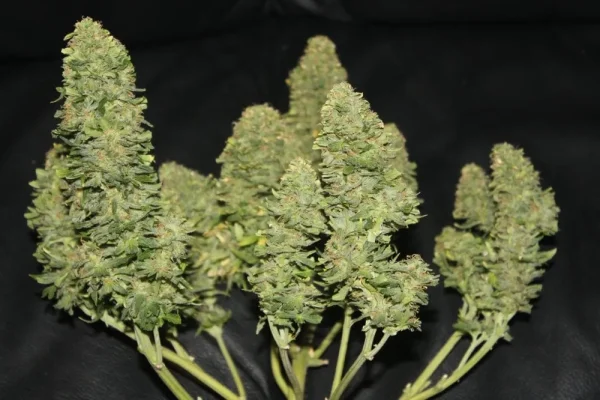 Tall West Coast O.G. Auto plant with numerous buds and broad green leaves in an indoor grow setup
