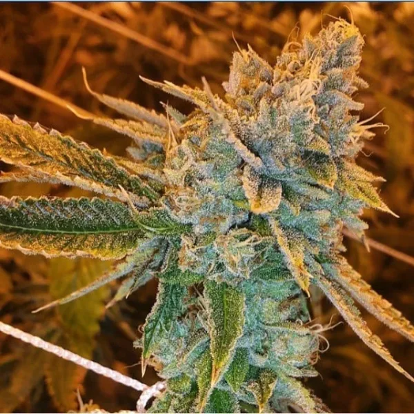 Bright green West Coast O.G. Auto cannabis plant under natural light with orange pistils and frosty buds