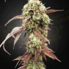 West Coast OG x Gelato Auto Strain with vibrant green and purple hues, compact and resin-coated.