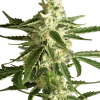 White Diesel Haze Auto strain with thick buds and rich trichome presence.