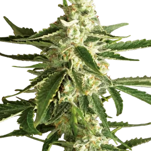 White Diesel Haze Auto strain with thick buds and rich trichome presence.