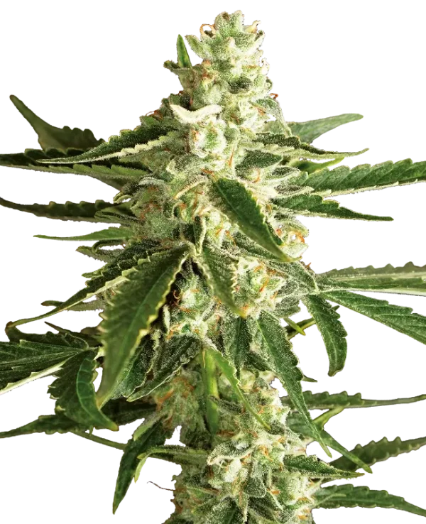 White Diesel Haze Auto strain with thick buds and rich trichome presence.