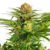 White Domina strain with dense, frosty buds and a striking contrast of white crystals against dark green leaves.