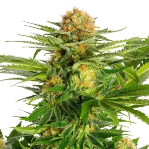 White Domina strain with dense, frosty buds and a striking contrast of white crystals against dark green leaves.