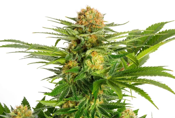 White Domina strain with dense, frosty buds and a striking contrast of white crystals against dark green leaves.