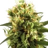 White Haze Auto strain displaying multiple compact buds coated in frosty trichomes and lush green leaves.