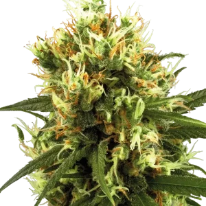 White Haze Auto strain displaying multiple compact buds coated in frosty trichomes and lush green leaves.