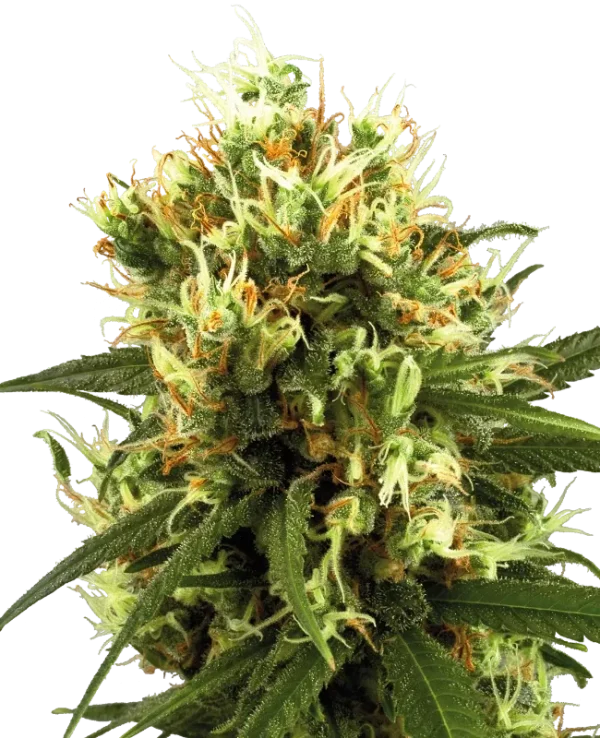 White Haze Auto strain displaying multiple compact buds coated in frosty trichomes and lush green leaves.
