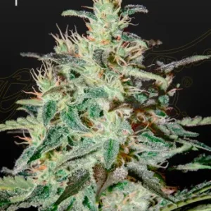 White Lemon Strain highlighted by its lush buds and sticky trichomes against a dark backdrop.