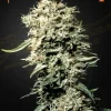 White Rhino Strain displaying tall structure and dense, trichome-rich buds, award-winning appearance.