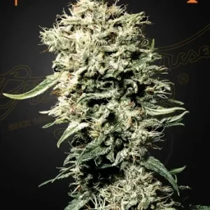 White Rhino Strain displaying tall structure and dense, trichome-rich buds, award-winning appearance.