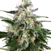 White Skunk Auto strain, featuring light green buds with abundant resin crystals.