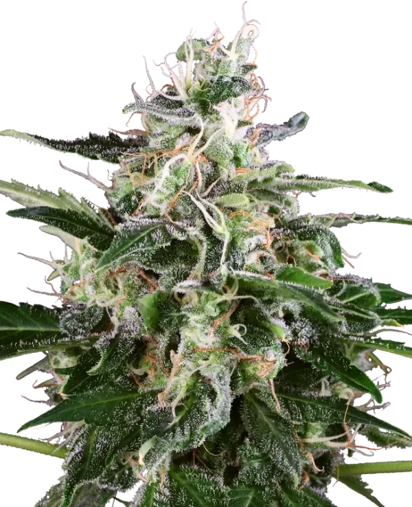 White Skunk Auto strain, featuring light green buds with abundant resin crystals.