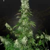 White Strawberry Skunk Strain displaying a mix of orange pistils and dense buds.