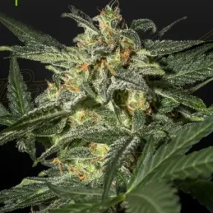 White Widow Auto Strain showing vibrant resinous buds with lush green foliage.