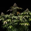 Flowering White Wido Auto cannabis plant, showcasing rich green buds and resinous coating.